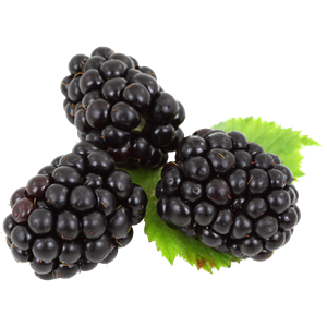 Blackberry PNG-26571